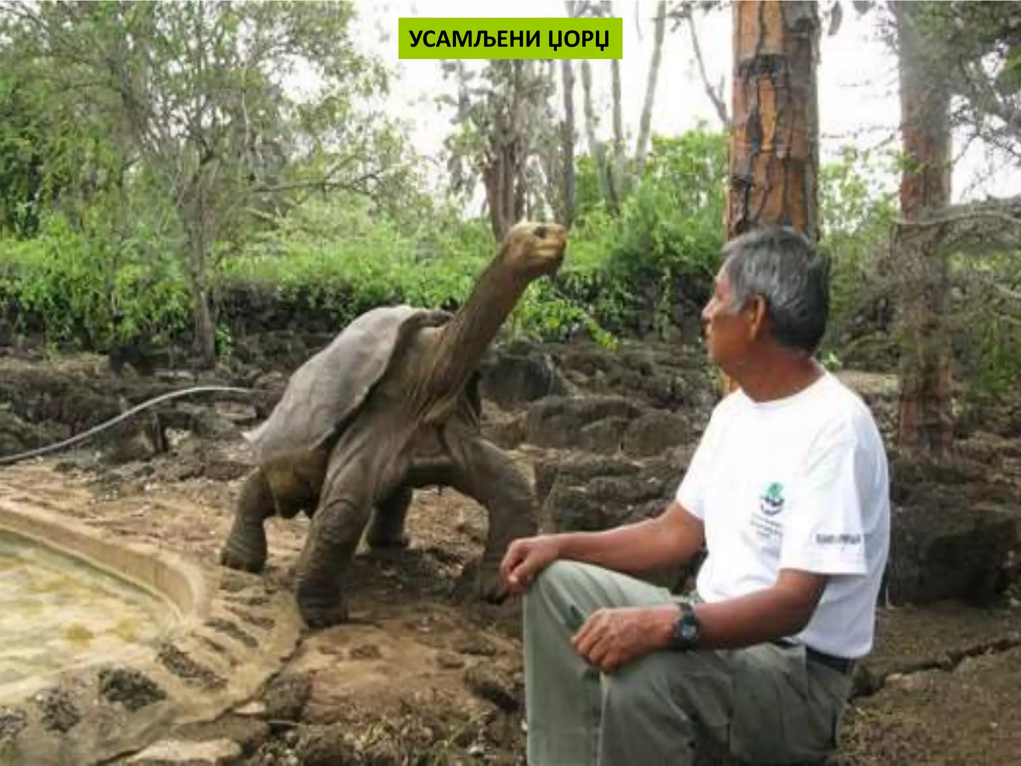 УСАМЉЕНИ ЏОРЏ
 