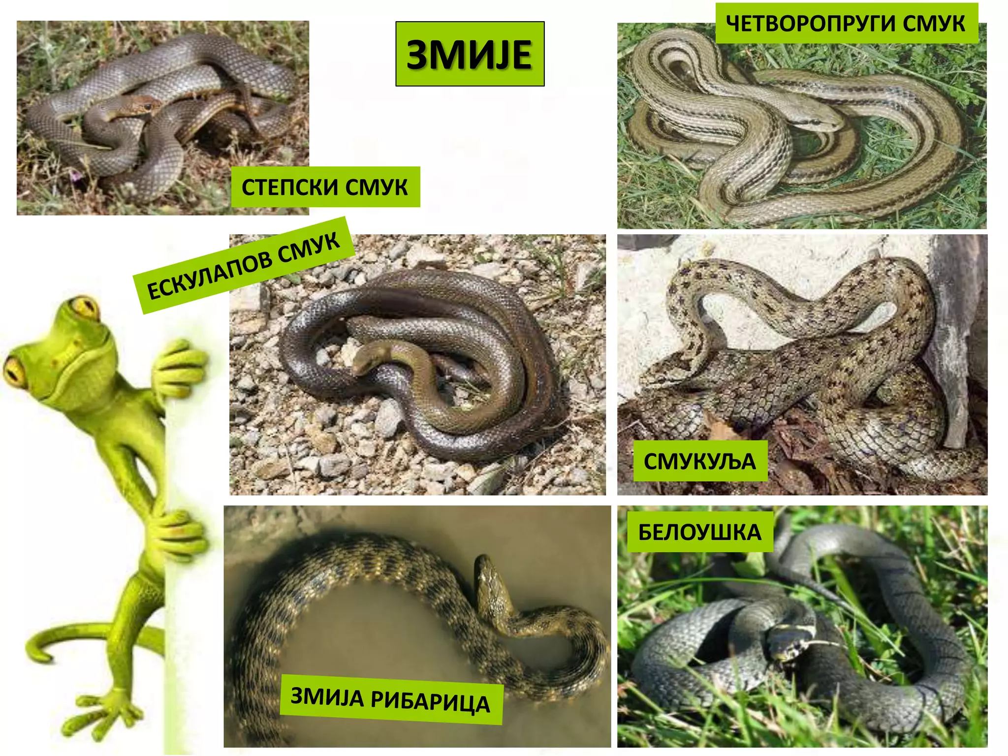 ЗМИЈЕ
БЕЛОУШКА
СМУКУЉА
ЧЕТВОРОПРУГИ СМУК
СТЕПСКИ СМУК
 