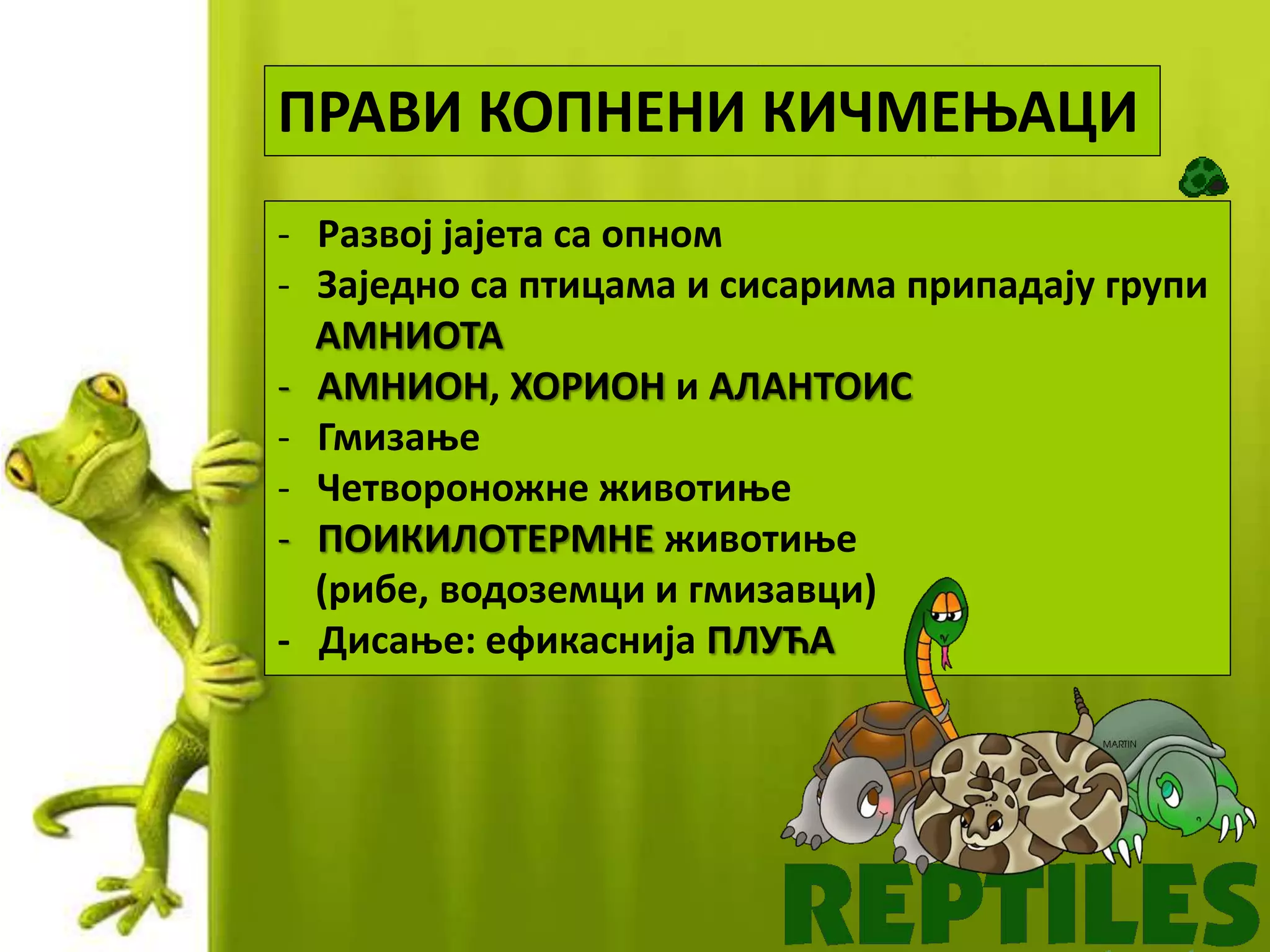 ПРАВИ КОПНЕНИ КИЧМЕЊАЦИ
- Развој јајета са опном
- Заједно са птицама и сисарима припадају групи
АМНИОТА
- АМНИОН, ХОРИОН и АЛАНТОИС
- Гмизање
- Четвороножне животиње
- ПОИКИЛОТЕРМНЕ животиње
(рибе, водоземци и гмизавци)
- Дисање: ефикаснија ПЛУЋА
 