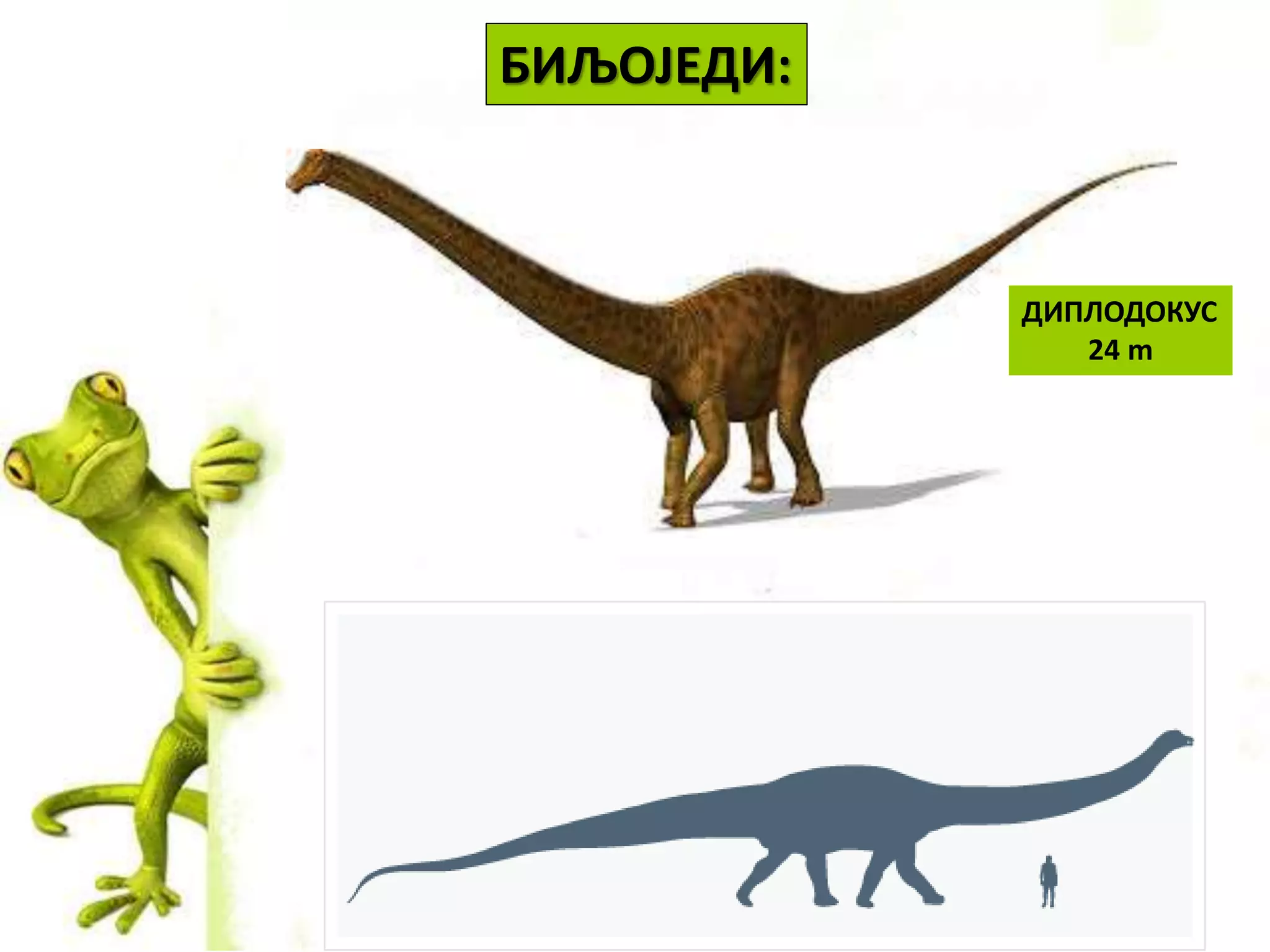 БИЉОЈЕДИ:
ДИПЛОДОКУС
24 m
 