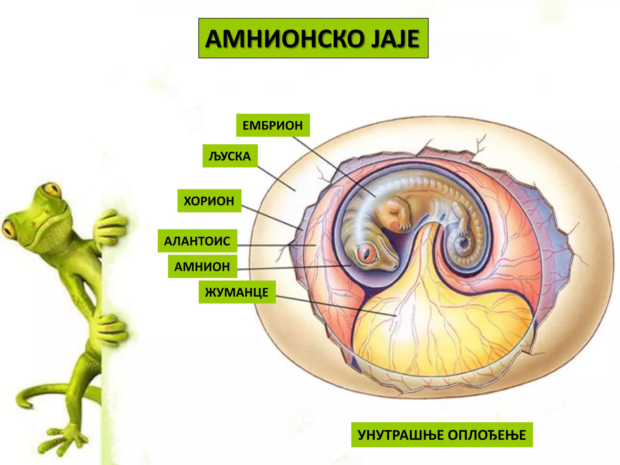 АМНИОНСКО ЈАЈЕ
ЖУМАНЦЕ
АМНИОН
АЛАНТОИС
ХОРИОН
ЉУСКА
ЕМБРИОН
УНУТРАШЊЕ ОПЛОЂЕЊЕ
 