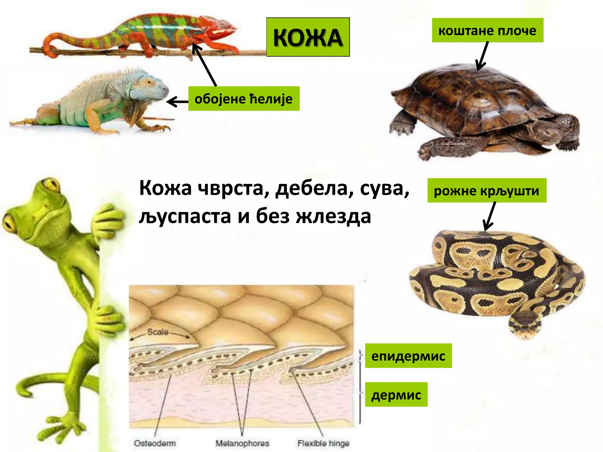 КОЖА
епидермис
дермис
рожне крљушти
коштане плоче
обојене ћелије
Кожа чврста, дебела, сува,
љуспаста и без жлезда
 