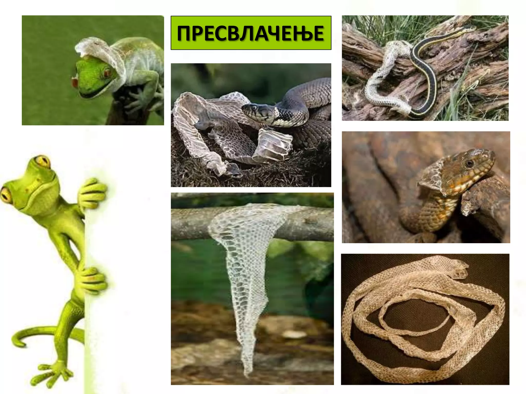 ПРЕСВЛАЧЕЊЕ
 