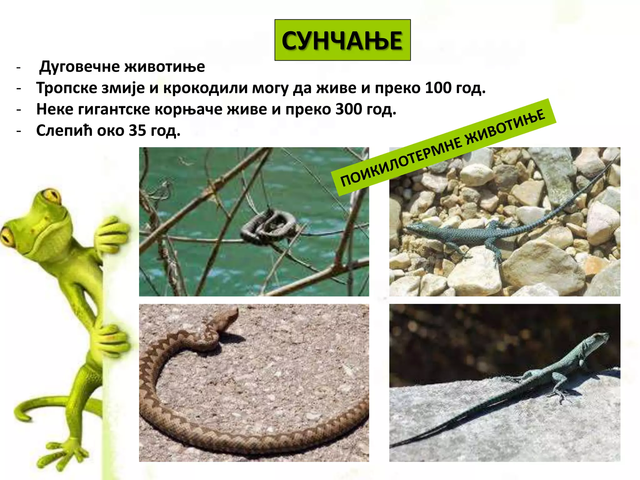 СУНЧАЊЕ
- Дуговечне животиње
- Тропске змије и крокодили могу да живе и преко 100 год.
- Неке гигантске корњаче живе и преко 300 год.
- Слепић око 35 год.
 