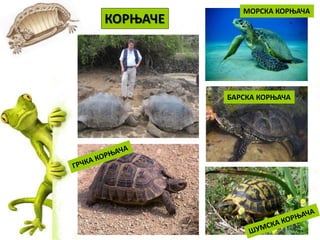 Гмизавци | PPT