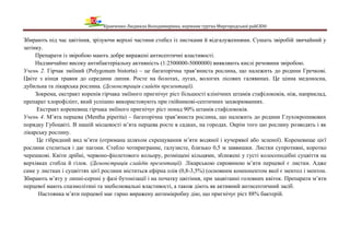 Кравченко Людмила Володимирівна, керівник гуртка Миргородської райСЮН
Збирають під час цвітіння, зрізуючи верхні частини стебел із листками й відгалуженнями. Сушать звіробій звичайний у
затінку.
Препарати із звіробою мають добре виражені антисептичні властивості.
Надзвичайно високу антибактеріальну активність (1:2500000-5000000) виявляють кислі речовини звіробою.
Учень 2. Гірчак зміїний (Polygonum bistorta) – це багаторічна трав’яниста рослина, що належить до родини Гречкові.
Цвіте з кінця травня до середини липня. Росте на болотах, лугах, вологих лісових галявинах. Це цінна медоносна,
дубильна та лікарська рослина. (Демонстрація слайдів презентації).
Зокрема, екстракт коренів гірчака зміїного пригнічує ріст більшості клінічних штамів стафілококів, ніж, наприклад,
препарат хлорофіліпт, який успішно використовують при гнійникові-септичних захворюваннях.
Екстракт кореневищ гірчака зміїного пригнічує ріст понад 90% штамів стафілококів.
Учень 4. М’ята перцева (Mentha piperita) – багаторічна трав’яниста рослина, що належить до родини Глухокропивових
порядку Губоцвіті. В нашій місцевості м’ята перцева росте в садках, на городах. Окрім того цю рослину розводять і як
лікарську рослину.
Це гібридний вид м’яти (отримана шляхом схрещування м’яти водяної і кучерявої або зеленої). Кореневище цієї
рослини стелиться і дає пагони. Стебло чотиригранне, галузисте, близько 0,5 м заввишки. Листки супротивні, коротко
черешкові. Квіти дрібні, червоно-фіолетового кольору, розміщені кільцями, зближені у густі колосоподібні суцвіття на
верхівках стебла й гілок. (Демонстрація слайдів презентації). Лікарською сировиною м’яти перцевої є листки. Адже
саме у листках і суцвіттях цієї рослини міститься ефірна олія (0,8-3,5%) (основним компонентом якої є ментол і ментон.
Збирають м’яту у липні-серпні у фазі бутонізації і на початку цвітіння, при зацвітанні головних квіток. Препарати м’яти
перцевої мають спазмолітині та знеболювальні властивості, а також діють як активний антисептичний засіб.
Настоянка м’яти перцевої має гарно виражену антимікробну дію, що пригнічує ріст 88% бактерій.
 