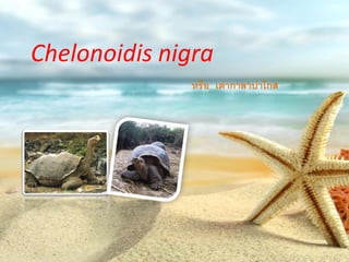 Chelonoidis nigra
หรือ เต่ากาลาปาโกส
 