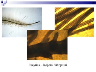 флюрик | PPT