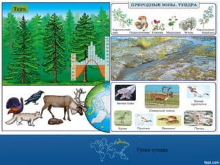 Тајга
Руска тундра
 