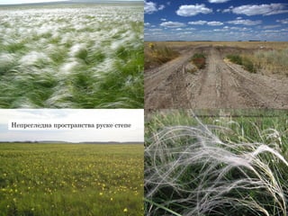 Непрегледна пространства руске степе
„Stipa pennata flowering spikes“ участника Le.Loup.Gris
 