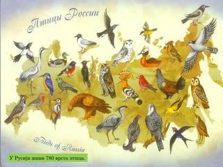 У Русији живи 780 врста птица.
 