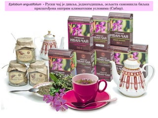 Epilobium angustifolium - Руски чај је дивља, једногодишња, зељаста самоникла биљка
прилагођена оштрим климатским условима (Сибир).
 