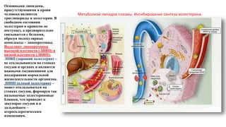 Основными липидами,
присутствующими в крови
человека являются
триглицериды и холестерин. В
свободном состоянии
холестерин в кровоток не
поступает, а предварительно
связывается с белками,
образуя молекулярные
комплексы – липопротеины.
Выделяют липопротеины
высокой плотности (ЛПВП) и
низкой плотности (ЛПНП).
ЛПВП (хороший холестерин) –
не откладываются на стенках
сосудов и органах и являются
важными соединениями для
поддержания нормальной
жизнедеятельности организма.
ЛПНП (плохой холестерин) –
может откладываться на
стенках сосудов, формируя так
называемые холестериновые
бляшки, что приводит к
закупорке сосудов и в
дальнейшем –
атеросклеротическим
изменениям.
Метаболизм липидов плазмы. Ингибирование синтеза холестерина.
 