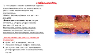 Стадия липоидоза.
На этой стадии в интиме появляются видимые
невооруженным глазом пятна серо-желтого
цвета, слегка возвышающиеся над
поверхностью.
Размеры пятен колеблются от 1 до 2 см в
диаметре.
Локализация липидных пятен - аорта,
коронарные артерии, артерии нижних
конечностей, почек и т.д.
Особенно их много в аорте и местах
разветвления артерий, что связано с
повышенным давлением крови на эти участки.
Микроскопически в участках патологии
отмечаются:
 пенистые  ксантомные  клетки.
 скопления липидов в строме вне клеток.
 деструкция эластических, коллагеновых,
ретикулярных волокон и гладкомышечных
клеток.
 