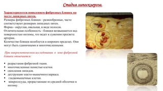 Стадия липосклероза.
Характеризуется появлением фиброзных бляшек на
месте липидных пятен.
Размеры фиброзных бляшек - разнообразные, часто
соответствуют размерам липидных пятен.
Форма - округлая, овальная, в виде полосок.
Отличительная особенность - бляшки возвышаются над
поверхностью интимы, что ведет к сужению просвета
артерии.
Количество бляшек колеблется в широких пределах. Они
могут быть единичными и многочисленными.
При микроскопическом исследовании в зоне фиброзной
бляшки отмечается:
 разрастания фиброзной ткани.
 многочисленные пенистые клетки.
 скопления липидов.
 деструкция эласто-мышечного каркаса.
 гладкомышечные клетки.
 микрососуды, прорастающие из средней оболочки в
интиму.
 