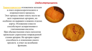 Стадия атерокальциноза.
Характеризуется отложением кальция
в очаге атеросклеротического и
атероматозного процесса.
Этот процесс может иметь место во
всех пораженных артериях, но
особенно он выражен в нижних отделах
аорты. Отложению извести
способствуют аспарагиновая и
глютаминовая кислоты.
При обызвествлении очага патологии
происходит укрепление поврежденной
стенки артерии. Но артерия теряет
способность к изменению своего
просвета в ответ на колебания
функции.
 
