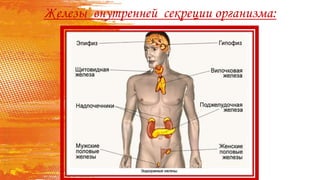 Железы внутренней секреции организма:
 