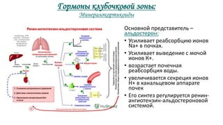 Гормоны клубочковой зоны:
Минералокортикоиды
Основной представитель –
альдостерон:
• Усиливает реабсорбцию ионов
Na+ в почках.
• Усиливает выведение с мочой
ионов К+.
• возрастает почечная
реабсорбция воды.
• увеличивается секреция ионов
Н+ в канальцевом аппарате
почек
• Его синтез регулируется ренин-
ангиотензин-альдостероновой
системой.
 