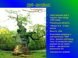 • Найстаріший дуб в
Україні, має понад
1300 років.
• Рівненська область
• обхват 8,4 (7,9м)
метра
• Висота 20м
• Блискавка вдарила у
дуб-велетень 1997
року, зрізала найтовщу
гілку та розкроїла кору
дерева аж до землі,
вчені – дендрологи
визначили вік
шанованого дерева.
 