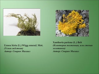 Usnea hirta (L.) Wigg emend. Mot.
(Уснея жёсткая)
Автор: Спирин Михаил
Xanthoria pariena (L.) Belt
(Ксантория постенная, или стеная
золотянка)
Автор: Спирин Михаил
 