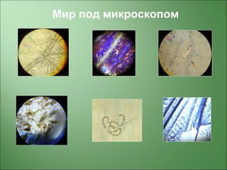 Мир под микроскопом
 