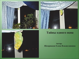 Тайны одного окна
Автор:
Шамрицкая Елена Владиславовна
 