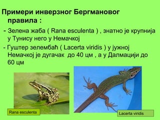 Примери инверзног Бергмановог
правила :
- Зелена жаба ( Rana esculenta ) , знатно је крупнија
у Тунису него у Немачкој
- Гуштер зелембаћ ( Lacerta viridis ) у јужној
Немачкој је дугачак до 40 цм , а у Далмацији до
60 цм
Lacerta viridisRana esculenta
 