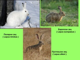 Поларни зец
( Lepus timidus )
Европски зец
( Lepus europaeus )
Пустињски зец
( Lepus alleni )
 