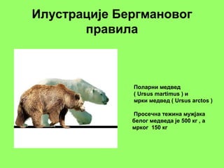 Илустрације Бергмановог
правила
Поларни медвед
( Ursus martimus ) и
мрки медвед ( Ursus arctos )
Просечна тежина мужјака
белог медведа је 500 кг , а
мрког 150 кг
 