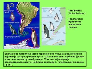 Бергманово правило је јасно изражено код птица из реда пингвина –
најјужније распрострањена врста , царски пингвин ( најближа јужном
полу ) има седам пута већу масу ( 35 кг ) од најсеверније
распрострањене врсте ( најближе екватору ) , галапагоског пингвина
( 5 кг ) .
ПИНГВИНИ :
( Spheniscidae )
•Галапагоски
•Хумболтов
•Магеланов
•Царски
 
