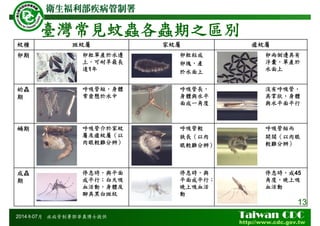 2014年07月
臺灣常見蚊蟲各蟲期之區別
蚊種 斑蚊屬 家蚊屬 瘧蚊屬
卵期 卵粒單產於水邊
上，可耐旱最長
達1年
卵粒粘成
卵塊，產
於水面上
卵兩側邊具有
浮囊，單產於
水面上
幼蟲
期
呼吸管短，身體
常垂懸於水中
呼吸管長，
身體與水平
面成一角度
沒有呼吸管，
具掌狀，身體
與水平面平行
蛹期 呼吸管介於家蚊
屬及瘧蚊屬（以
肉眼較難分辨）
呼吸管較
狹長（以肉
眼較難分辨）
呼吸管短而
開闊（以肉眼
較難分辨）
成蟲
期
停息時，與平面
成平行；白天吸
血活動，身體及
腳具黑白斑紋
停息時，與
平面成平行；
晚上吸血活
動
停息時，成45
角度，晚上吸
血活動
疾病管制署鄧華真博士提供
13
 