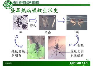 登革熱病媒蚊生活史
14
2014年07月
卵 蛹
吸血
雌蚊具絲
狀觸角
幼蟲
羽化
孵化
雄蚊具羽
毛狀觸角
♂♀
 