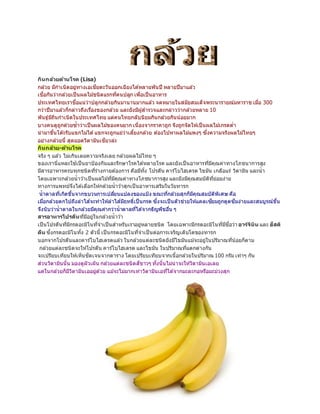 กินกล้วยต้านโรค (Lisa)
กล ้วย มีกำเนิดอยู่ทำงเอเชียตะวันออกเฉียงได ้หลำยพันปี หลำยปีมำแล ้ว
เชื่อกันว่ำกล ้วยเป็นผลไม้ชนิดแรกที่คนปลูก เพื่อเป็นอำหำร
ประเทศไทยเรำชื่อแน่ว่ำปลูกกล ้วยกินมำนำนมำกแล ้ว จดหมำยในสมัยสมเด็จพระนำรำยณ์มหำรำช เมื่อ 300
กว่ำปีมำแล ้วก็กล่ำวถึงเรื่องของกล ้วย และยังมีผู้สำรวจและกล่ำวว่ำกล ้วยหลำย 10
พันธุ์มีถิ่นกำเนิดในประเทศไทย แต่คนไทยกลับนิยมกินกล ้วยกินน้อยมำก
บำงคนดูถูกด ้วยซ้ำว่ำเป็นผลไม้ของคนยำก เนื่องจำกรำคำถูก จึงถูกจัดให้เป็นผลไม้เกรดต่ำ
นำมำขึ้นโต๊ะรับแขกไม่ได ้แขกจะถูกแย่ว่ำเลี้ยงกล ้วย ต ้องไปหำผลไม้แพงๆ ซึ่งควำมจริงผลไม้ไทยๆ
อย่ำงกล ้วยนี้ สุดยอดวิตำมินเชียวล่ะ
กินกล้วย-ต้านโรค
จริง ๆ แล ้ว ไม่เกินเลยควำมจริงเลย กล ้วยผลไม้ไทย ๆ
ของเรำนี่แหละใช ้เป็นยำป้องกันและรักษำโรคได ้หลำยโรค และยังเป็นอำหำรที่มีคุณค่ำทำงโภชนำกำรสูง
มีสำรอำหำรครบทุกชนิดที่ร่ำงกำยต ้องกำร คือมีทั้ง โปรตีน คำร์โบไฮเดรต ไขมัน เกลือแร่ วิตำมิน และน้ำ
โดยเฉพำะกล ้วยน้ำว ้ำเป็นผลไม้ที่มีคุณค่ำทำงโภชนำกำรสูง และยังมีคุณสมบัติที่ย่อยง่ำย
ทำงกำรแพทย์จึงได ้เลือกให้กล ้วยน้ำว ้ำสุกเป็นอำหำรเสริมในวัยทำรก
น้ำตำลที่เกิดขึ้นจำกขบวนกำรเปลี่ยนแปลงของแป้ง ขณะที่กล ้วยสุกก็มีคุณสมบัติพิเศษ คือ
เมื่อกล ้วยตกไปถึงลำไส ้จะทำให้ลำไส ้มีฤทธิ์เป็นกรด ซึ่งจะเป็นตัวช่วยให้แคลเซียมถูกดูดซึมง่ำยและสมบูรณ์ขึ้น
จึงนับว่ำน้ำตำลในกล ้วยมีคุณค่ำกว่ำน้ำตำลที่ได ้จำกธัญพืชอื่น ๆ
สารอาหารโปรตีนที่มีอยู่ในกล ้วยน้ำว ้ำ
เป็นโปรตีนที่มีกรดอะมิโนที่จำเป็นสำหรับเรำอยู่หลำยชนิด โดยเฉพำะมีกรดอะมิโนที่มีชื่อว่ำ อาร์จินิน และ ฮีสติ
ดีน ซึ่งกรดอะมิโนทั้ง 2 ตัวนี้ เป็นกรดอะมิโนที่จำเป็นต่อกำรเจริญเติบโตของทำรก
นอกจำกโปรตีนและคำร์โบไฮเดรตแล ้ว ในกล ้วยแต่ละชนิดยังมีไขมันแม้จะอยู่ในปริมำณที่น้อยก็ตำม
กล ้วยแต่ละชนิดจะให้โปรตีน คำร์โบไฮเดรต และไขมัน ในปริมำณที่แตกต่ำงกัน
จะเปรียบเทียบให้เห็นชัดเจนจำกตำรำง โดยเปรียบเทียบจำกเนื้อกล ้วยในปริมำณ 100 กรัม เท่ำๆ กัน
ส่วนวิตำมินนั้น มองดูผิวเผิน กล ้วยแต่ละชนิดสีขำวๆ ทั้งนั้นไม่น่ำจะให้วิตำมินเอเลย
แต่ในกล ้วยก็มีวิตำมินเออยู่ด ้วย แม้จะไม่มำกเท่ำวิตำมินเอที่ได ้จำกมะละกอหรือมะม่วงสุก
 