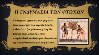 Η ΕΝΔΥΜΑΣΙΑ ΤΩΝ ΦΤΩΧΩΝ
Τα στιχάρια (χιτώνες) των χωρικών
είναι χωρίς μανίκια μερικές φορές,
αλλά πάντα ζωσμένα στη μέση. Οι
βράκες είναι μακριές ως τον
αστράγαλο & κυκλοφορούν ξυπόλυτοι
ή με παπούτσια ανοιχτά στη φτέρνα.
 