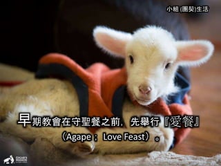 小組 (團契)生活
早期教會在守聖餐之前，先舉行『愛餐』
（Agape； Love Feast）。
 