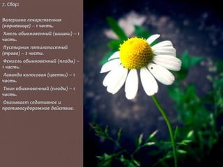7. Сбор:
Валериана лекарственная
(корневище) -- 1 часть.
Хмель обыкновенный (шишки) -- 1
часть.
Пустырник пятилопастный
(трава) -- 2 части.
Фенхель обыкновенный (плоды) --
1 часть.
Лаванда колосовая (цветки) -- 1
часть.
Тмин обыкновенный (плоды) -- 1
часть.
Оказывает седативное и
противосудорожное действие.
 