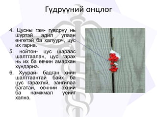 Гүдрүүний онцлог
4. Цусны гэм- гүвдрүү нь
шүртэй адил улаан
өнгөтэй ба халуурч, цус
их гарна.
5. нойтон- цус шараас
шалтгаалан, цус гарах
нь их ба өвчин амархан
хүндэрнэ.
6. Хуурай- бадган хийн
шалтгаантай байх ба
цус гарахгүй, зангилаа
багатай, өвчний эхний
ба намжмал үеийг
хэлнэ.
 