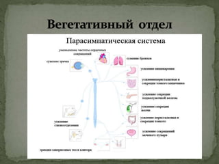 нервная  система