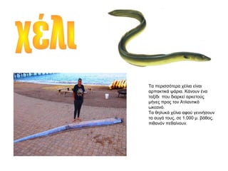 Τα περισσότερα χέλια είναι
αρπακτικά ψάρια. Κάνουν ένα
ταξίδι που διαρκεί αρκετούς
μήνες προς τον Ατλαντικό
ωκεανό.
Τα θηλυκά χέλια αφού γεννήσουν
τα αυγά τους, σε 1.000 μ. βάθος,
πιθανόν πεθαίνουν.
 