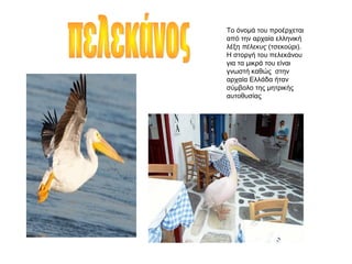 Το όνομά του προέρχεται
από την αρχαία ελληνική
λέξη πέλεκυς (τσεκούρι).
Η στοργή του πελεκάνου
για τα μικρά του είναι
γνωστή καθώς στην
αρχαία Ελλάδα ήταν
σύμβολο της μητρικής
αυτοθυσίας
 
