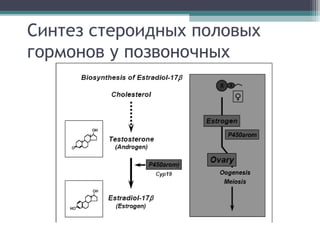 Синтез стероидных половых
гормонов у позвоночных
 