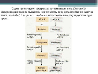 Схема генетической программы детерминации пола Drosophila.
Детерминация пола по мужскому или женскому типу определяется по цепочке
генов: sex-lethal, transformer, doublesex, последовательно регулирующих друг
друга.
 