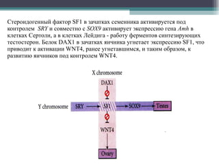 Стероидогенный фактор SF1 в зачатках семенника активируется под
контролем SRY и совместно с SOX9 активирует экспрессию гена Amh в
клетках Сертоли, а в клетках Лейдига - работу ферментов синтезирующих
тестостерон. Белок DAX1 в зачатках яичника угнетает экспрессию SF1, что
приводит к активации WNT4, ранее угнетавшимся, и таким образом, к
развитию яичников под контролем WNT4.
 
