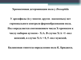 Хромосомная детерминация пола у Drosophila
У дрозофилы (и у многих других насекомых) нет
гормонального контроля формообразования пола.
Пол определяется соотношением числа X-хромосом к
числу наборов аутосом - X:A. В случае X:A =1 -пол
женский, в случае X:A = 0, 5 -пол мужской.
Балансовая гипотеза определения пола К. Бриджеса.
 