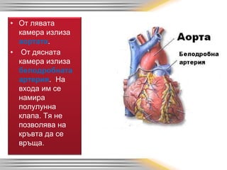 • От лявата
камера излиза
аортата.
• От дясната
камера излиза
белодробната
артерия. На
входа им се
намира
полулунна
клапа. Тя не
позволява на
кръвта да се
връща.
 