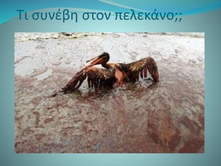 Τι συνέβη στον πελεκάνο;;
 
