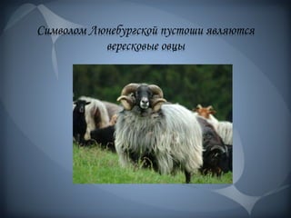 Символом Люнебургской пустоши являются
вересковые овцы
 