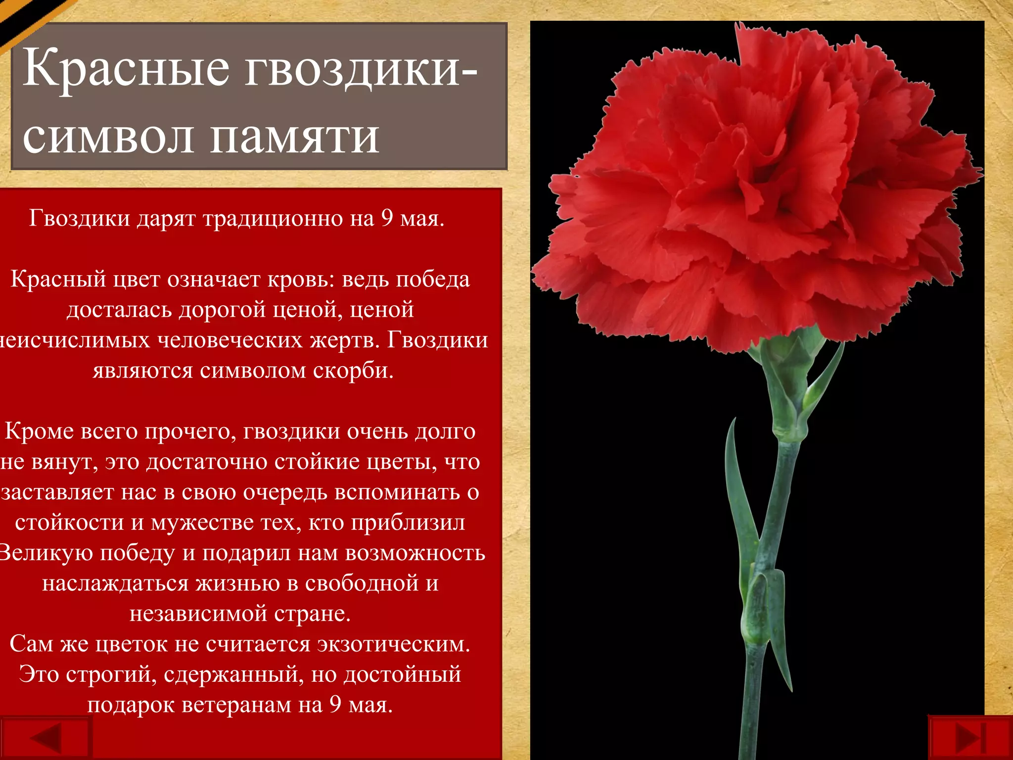 Красные гвоздики-
символ памяти
Гвоздики дарят традиционно на 9 мая.
Красный цвет означает кровь: ведь победа
досталась дорогой ценой, ценой
неисчислимых человеческих жертв. Гвоздики
являются символом скорби.
Кроме всего прочего, гвоздики очень долго
не вянут, это достаточно стойкие цветы, что
заставляет нас в свою очередь вспоминать о
стойкости и мужестве тех, кто приблизил
Великую победу и подарил нам возможность
наслаждаться жизнью в свободной и
независимой стране.
Сам же цветок не считается экзотическим.
Это строгий, сдержанный, но достойный
подарок ветеранам на 9 мая.
 