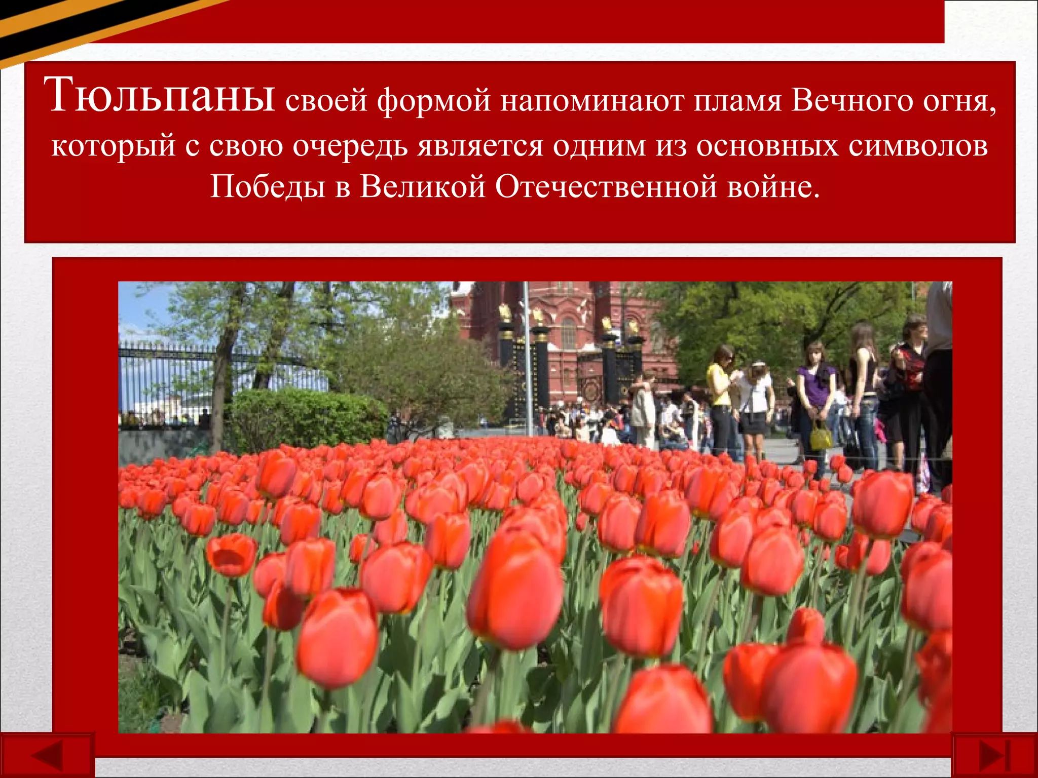 Тюльпаны своей формой напоминают пламя Вечного огня,
который с свою очередь является одним из основных символов
Победы в Великой Отечественной войне.
 