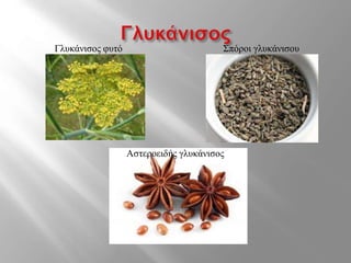 Γλυκάνισος φυτό Σπόροι γλυκάνισου
Αστεροειδής γλυκάνισος
 